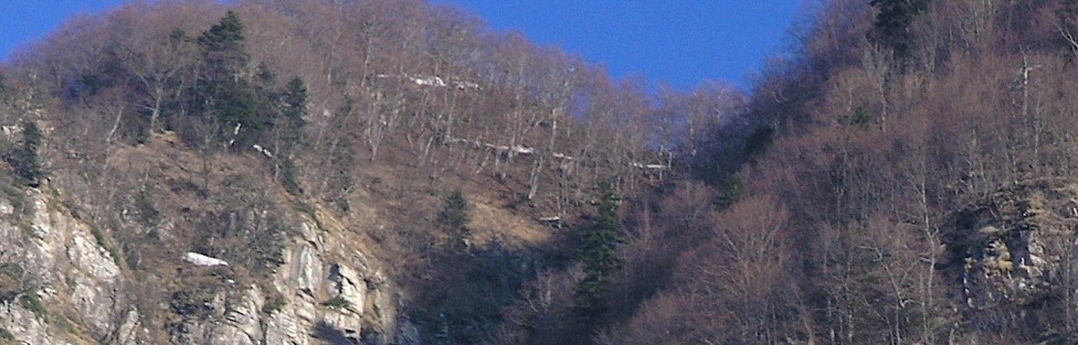 L’abete (Abies alba Mill.) sul Gran Sasso d’Italia