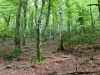 Foresta Umbra Gargano